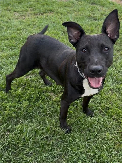 An adult medium-sized female Labrador Retriever dog named Martha for adoption in Conroe, TX