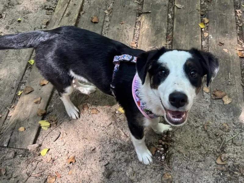 A baby medium-sized female Tricolor (Brown, Black, & White) Border Collie dog named Boots for adoption in Alexandria, VA