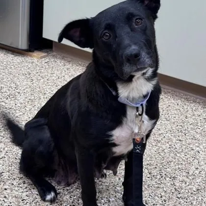 An adult medium-sized female Black Labrador Retriever dog named Liberty for adoption in Hackensack, MN