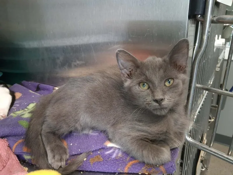 Milo