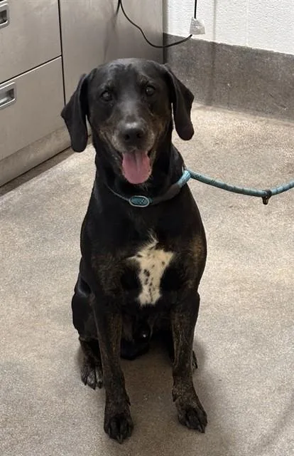 A young large-sized male Rottweiler dog named Wally for adoption in Upper Marlboro, MD