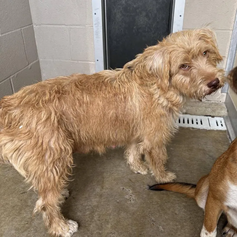 An adult medium-sized female Yellow / Tan / Blond / Fawn Terrier dog named Peggy for adoption in Cleveland, MS