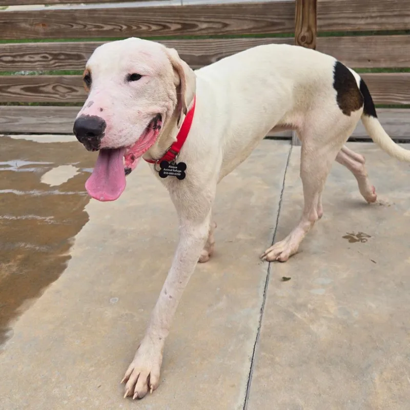An adult medium-sized male White / Cream Mixed Breed dog named Randy Roy for adoption in Freeport, FL
