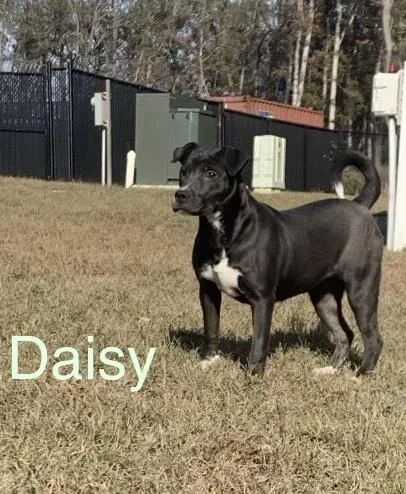Maisy Daisy thumbnail 2