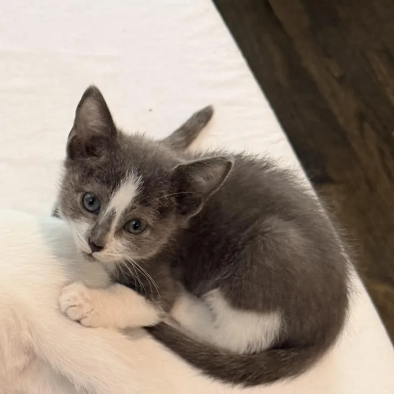 A baby small-sized male Gray / Blue / Silver Domestic Short Hair cat named Clover for adoption in Durham, NC