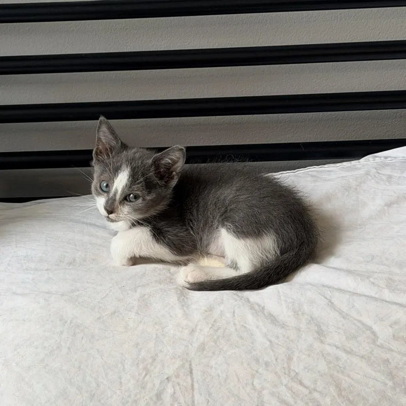 Clover thumbnail 4