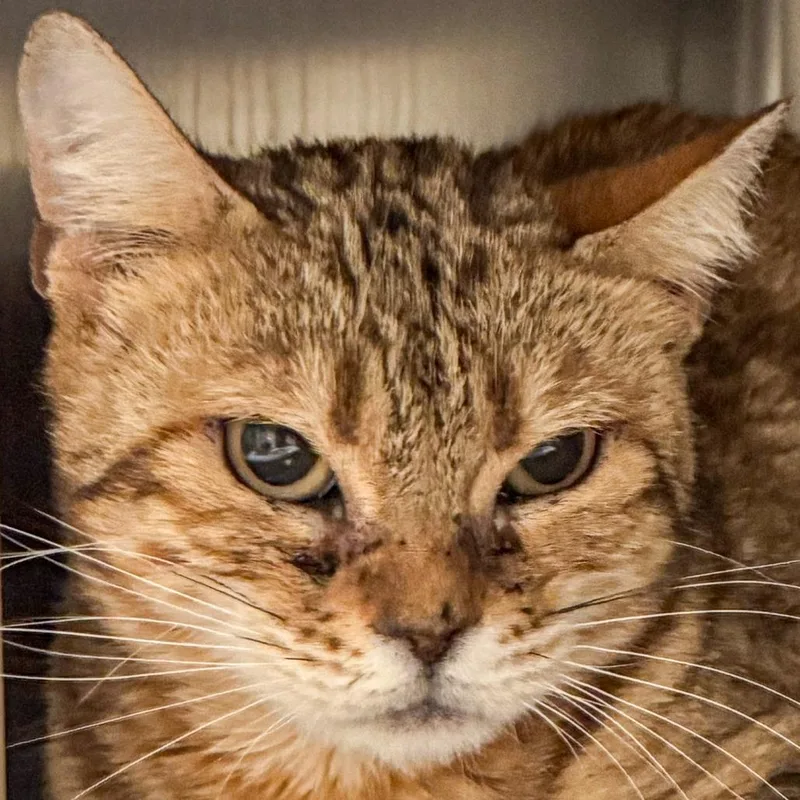An adult medium-sized female Brown / Chocolate Bengal cat named Maggie for adoption in Kennebunk, ME