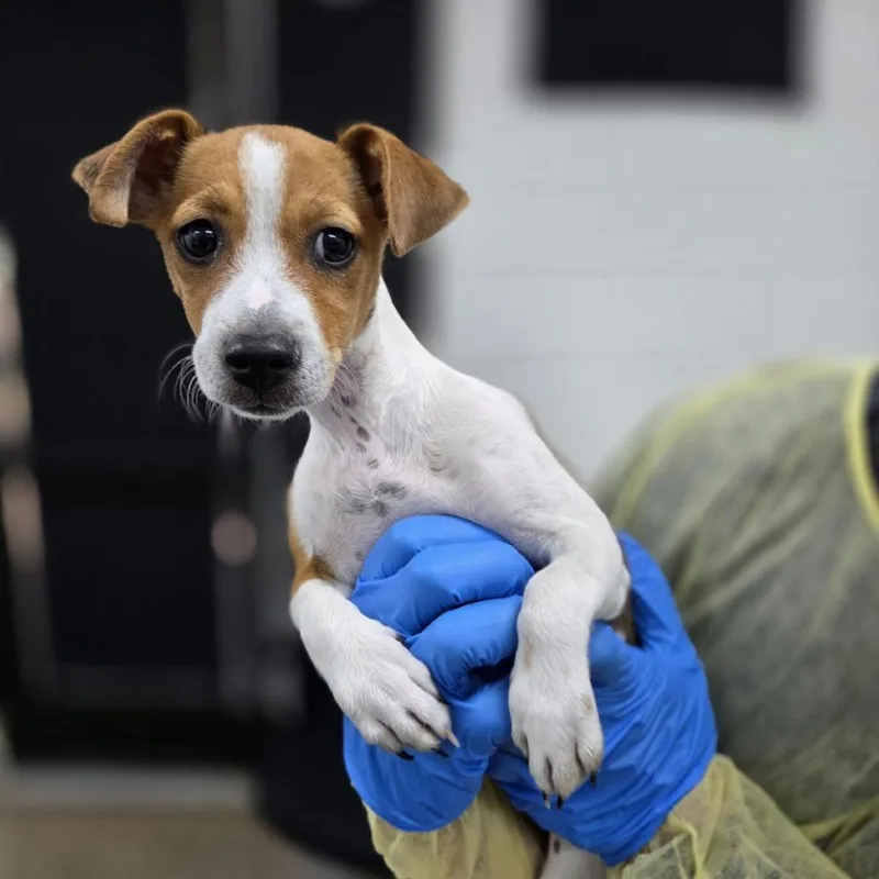 A baby small-sized female White / Cream Chihuahua dog named Crayellow for adoption in Incline Village, NV