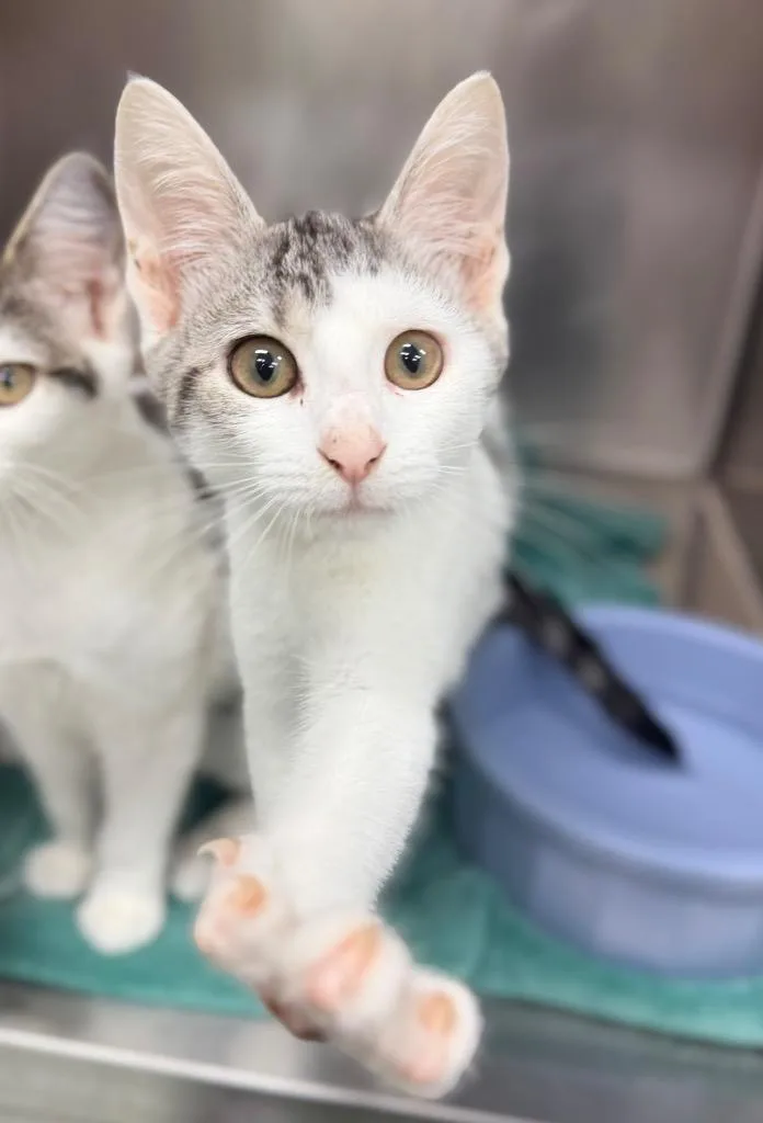 A baby medium-sized female Domestic Short Hair cat named Maple for adoption in Danielsville, GA