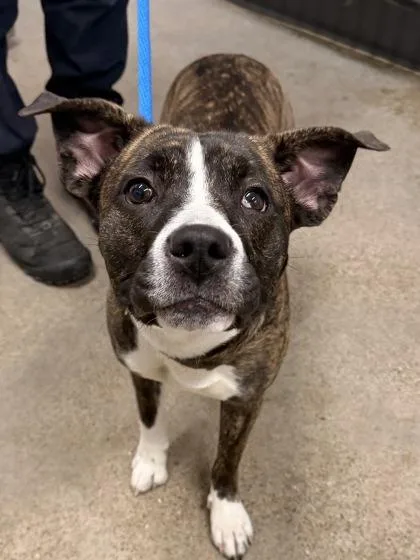 A baby medium-sized female Black Pit Bull Terrier dog named Shandy for adoption in Cleveland, OH