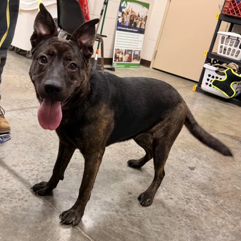 A young medium-sized female Brindle Mixed Breed dog named Shelby for adoption in East Smithfield, PA