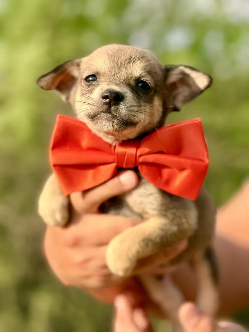 A baby small-sized male Chihuahua dog named Colin for adoption in Media, PA