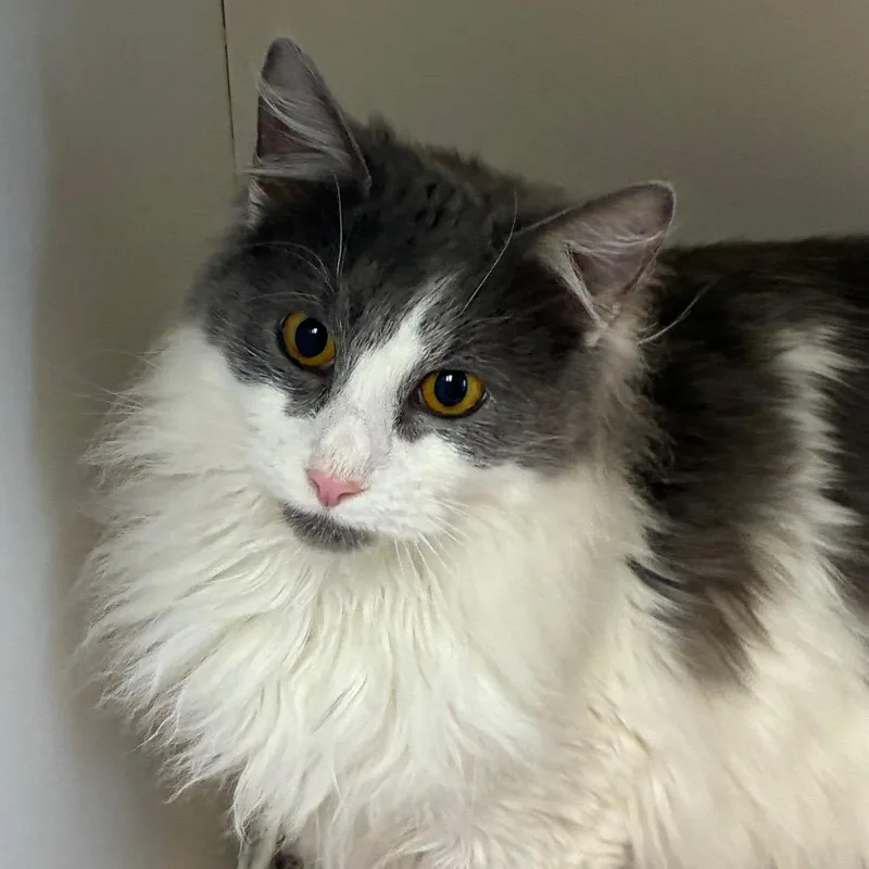 A young medium-sized male Gray / Blue / Silver Domestic Long Hair cat named Sweeney Todd for adoption in Uniontown, PA