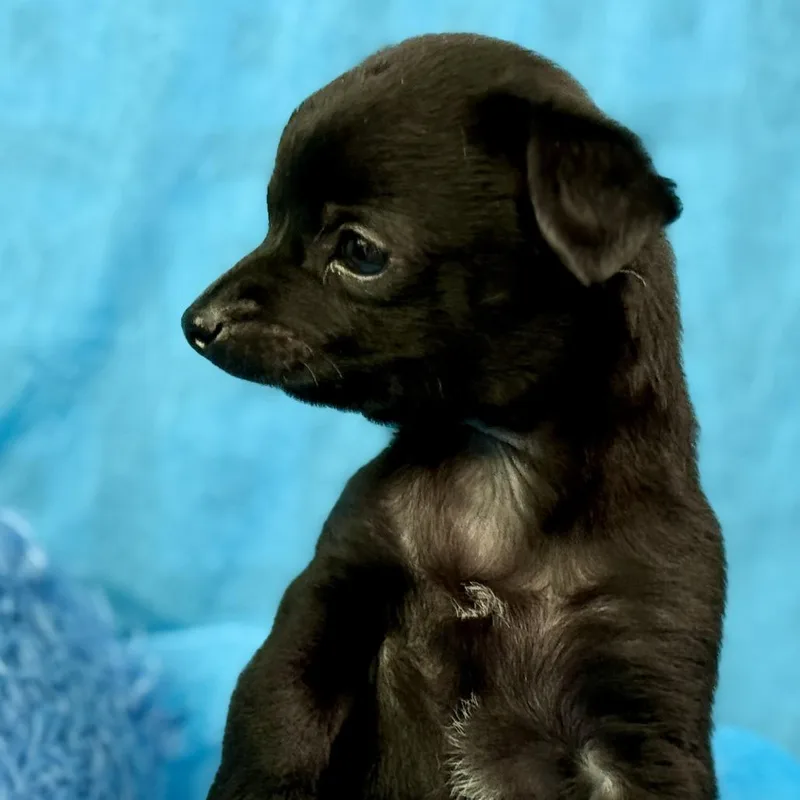 Rooster: Cutest Overbite thumbnail 4