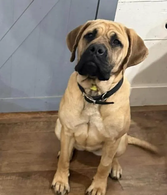 A young large-sized female Bullmastiff dog named Matilda for adoption in Bloomfield Hills, MI