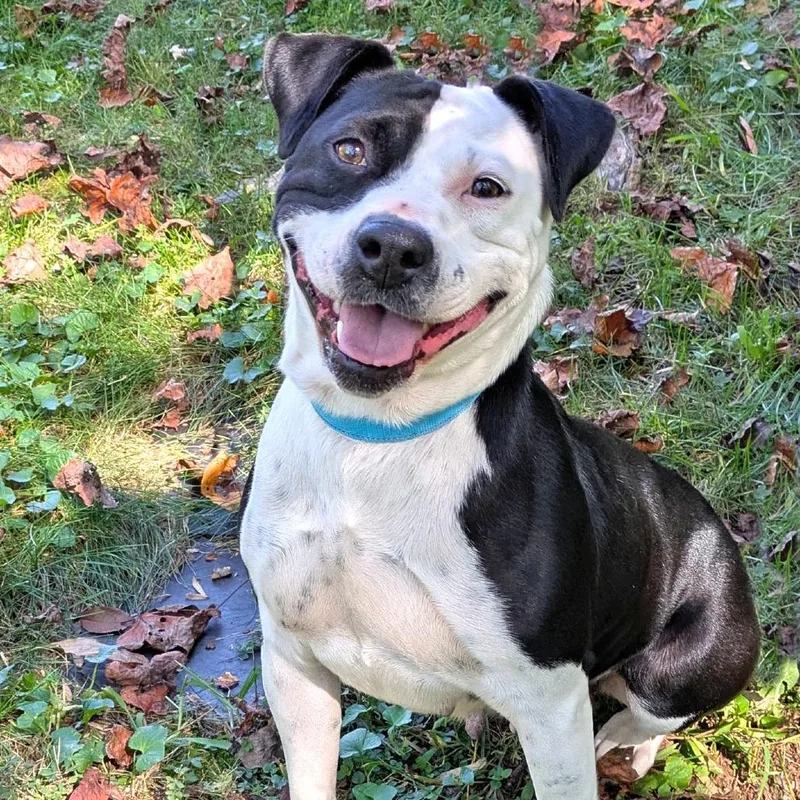 An adult medium-sized female Boxer dog named Tristana for adoption in Charlottesville, VA