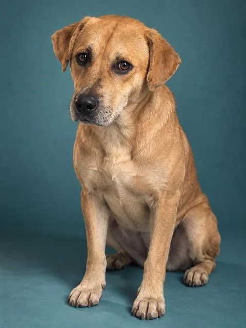 A young medium-sized male Mixed Breed dog named Hamlet for adoption in Jacksonville, FL