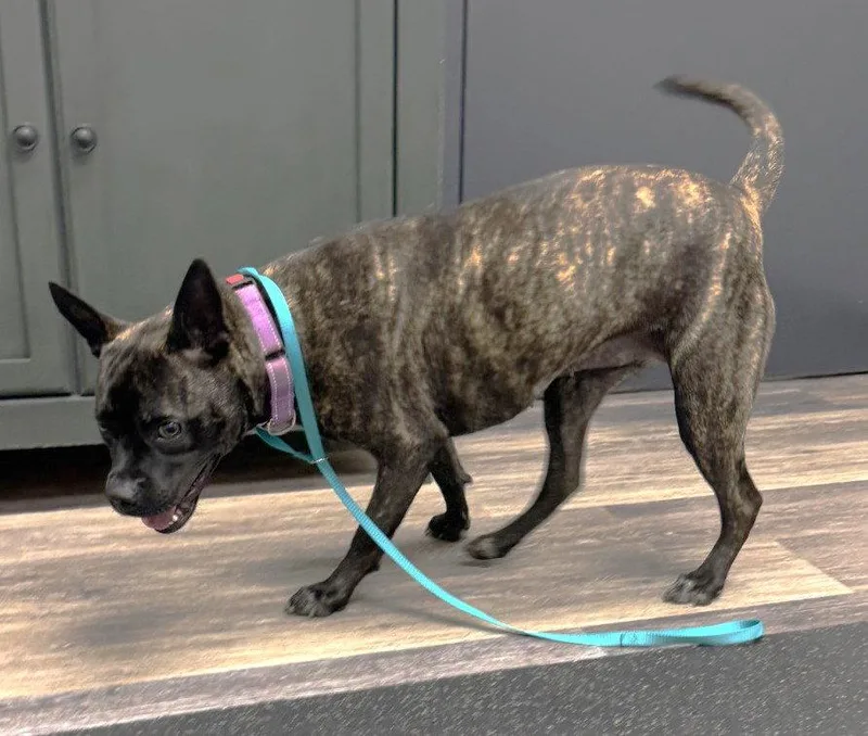A young medium-sized female Terrier dog named Diva Scas for adoption in Rockaway, NJ