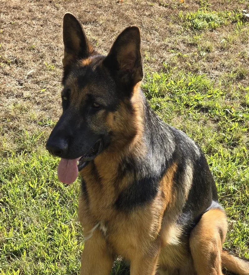 A young large-sized male German Shepherd Dog dog named Rudy for adoption in Soddy Daisy, TN