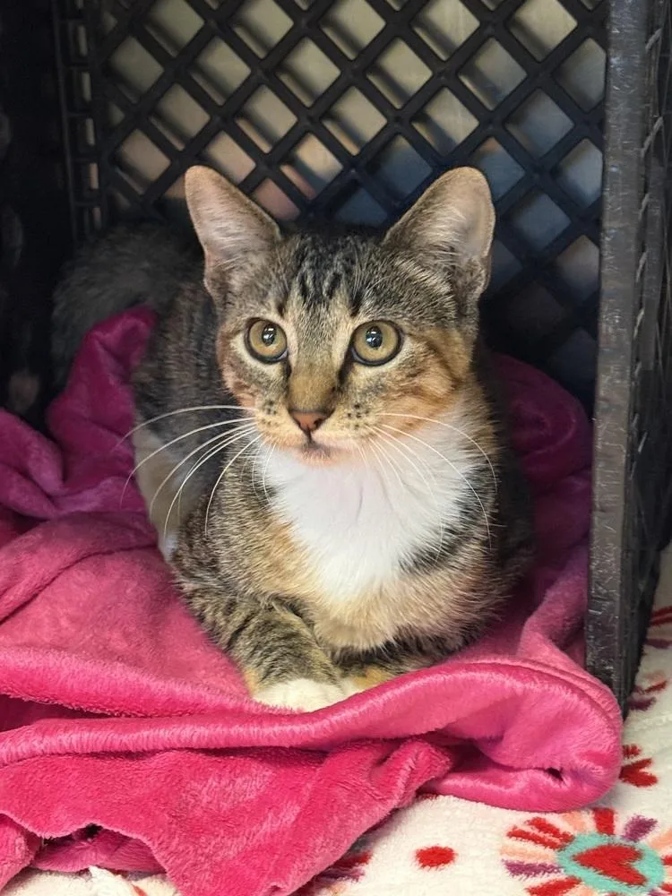 An adult small-sized female Domestic Short Hair cat named Primrose for adoption in Fremont, NE