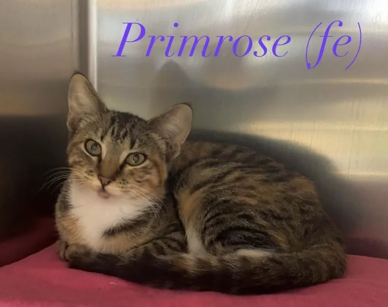 Primrose thumbnail 2
