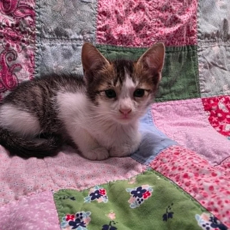 A baby small-sized female Brown / Chocolate Domestic Short Hair cat named Izzie for adoption in Austin, TX