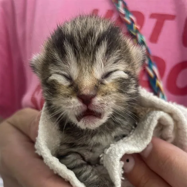 A baby small-sized male Domestic Short Hair cat named Leo for adoption in Rosenberg, TX