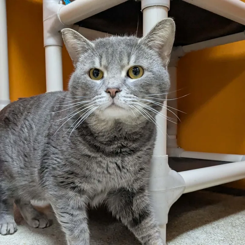 An adult medium-sized male Tabby (Gray / Blue / Silver) Domestic Short Hair cat named Gus for adoption in Elyria, OH