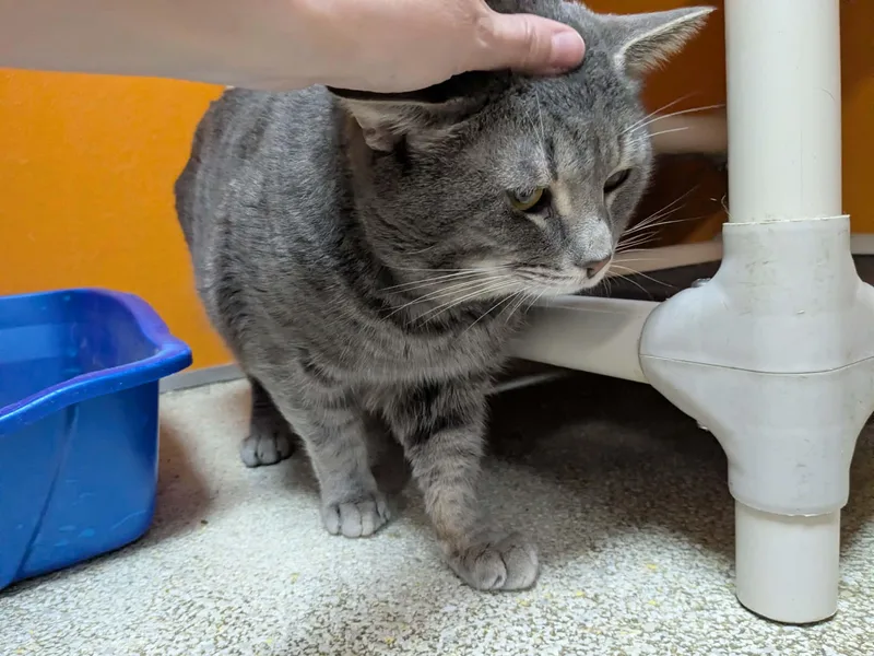 Gus thumbnail 3