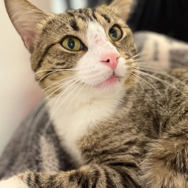 Finnegan thumbnail 2