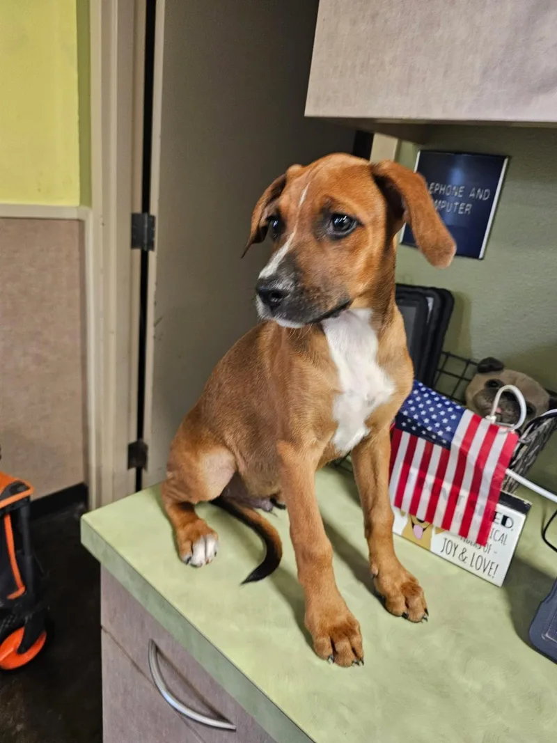 A baby medium-sized male Hound dog named Found stray: Scout for adoption in Rockwall, TX