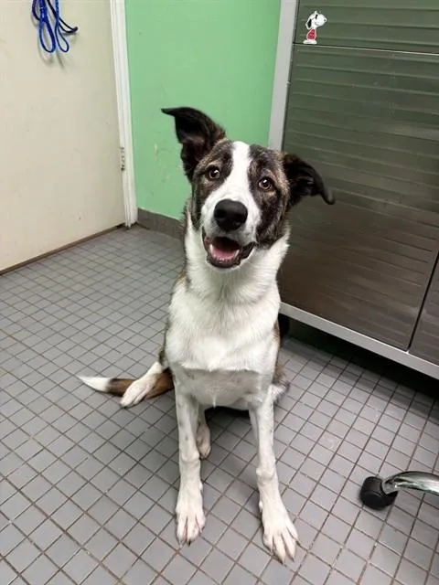 A young medium-sized male Catahoula Leopard Dog dog named Louie The Gator for adoption in Killeen, TX