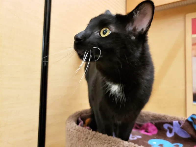 Obiwan Catnobi thumbnail 2