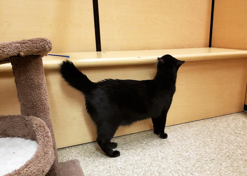 Obiwan Catnobi thumbnail 3