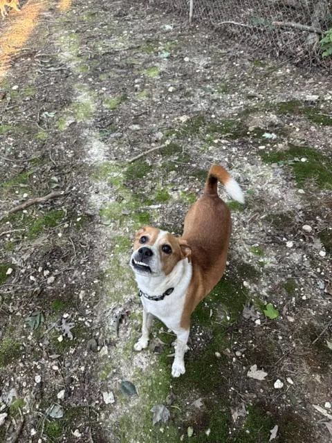 An adult medium-sized male Red / Chestnut / Orange Hound dog named Archie for adoption in Media, PA