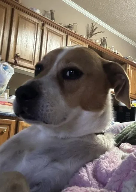 Archie thumbnail 2