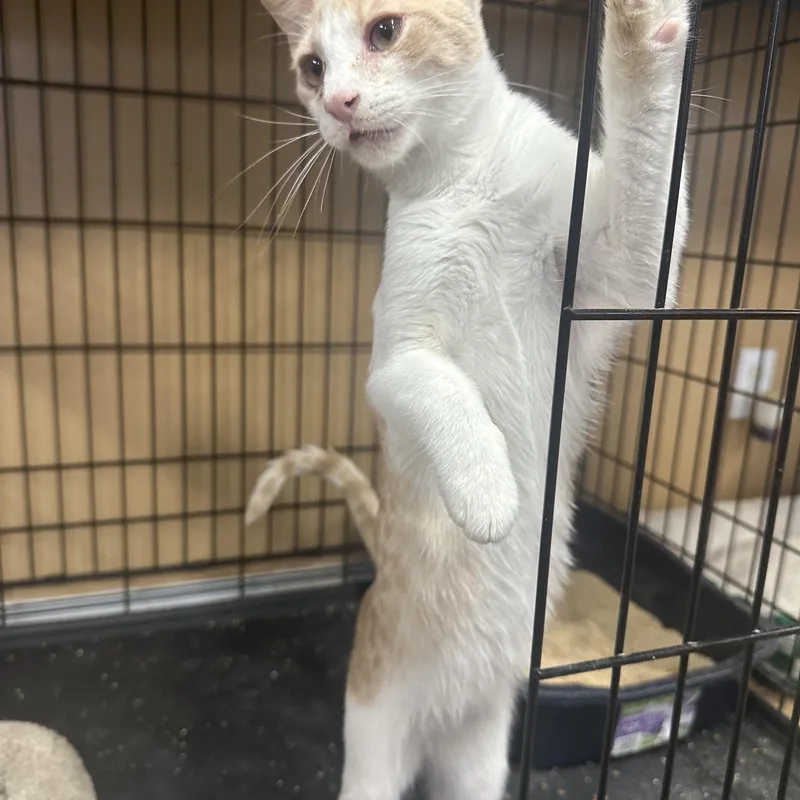 A baby medium-sized male Orange & White Domestic Short Hair cat named John for adoption in Pleasantville, NJ