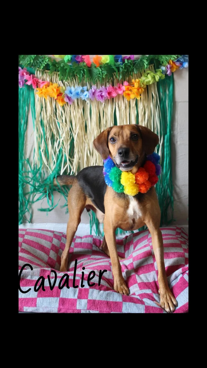 An adult medium-sized male Bicolor Black and Tan Coonhound dog named Cavalier for adoption in Berea, KY