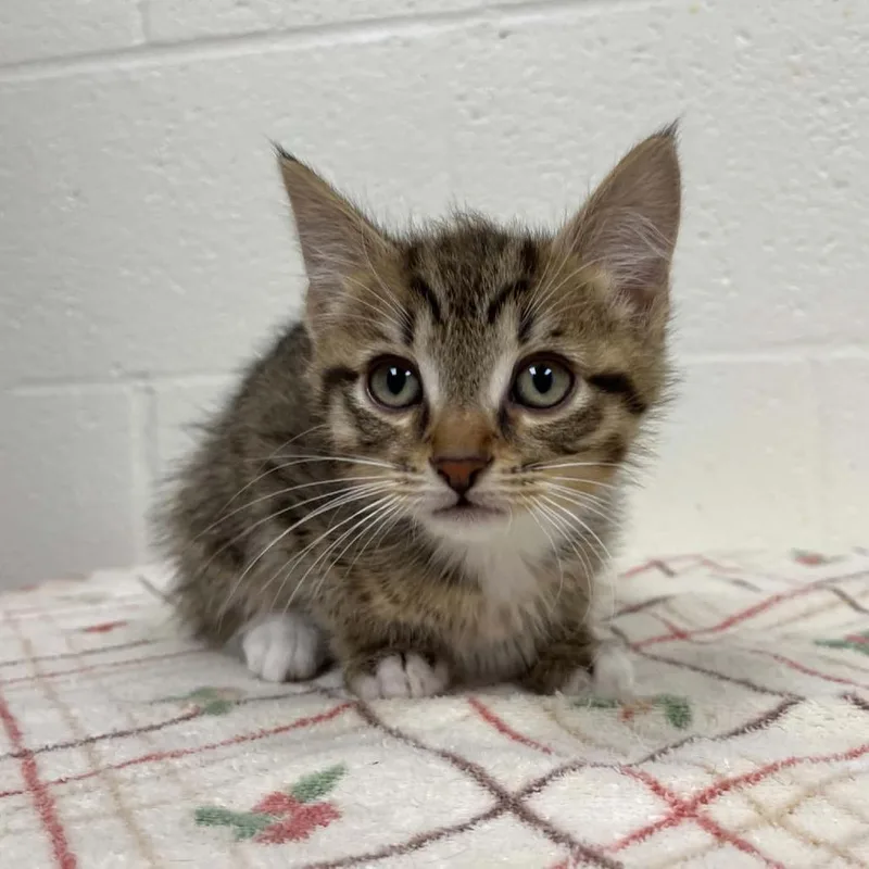 A baby small-sized male Brown / Chocolate Domestic Short Hair cat named Freaky Friday for adoption in Charlottesville, VA
