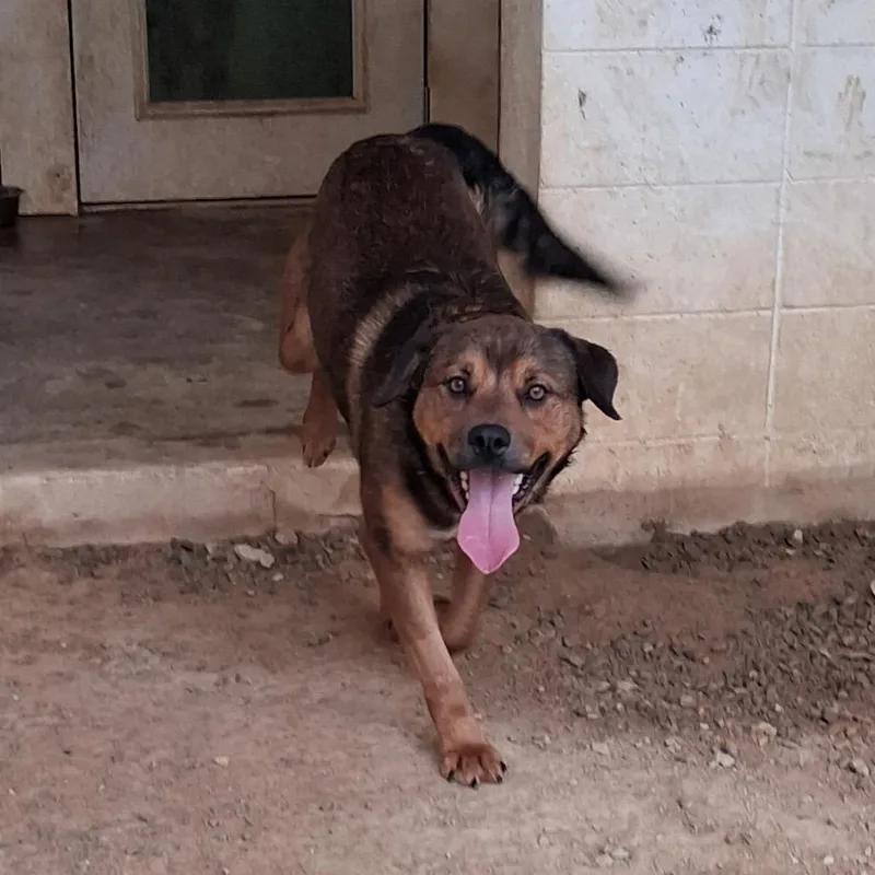 An adult medium-sized male Brown / Chocolate Rottweiler dog named Junior for adoption in LOXAHATCHEE, FL