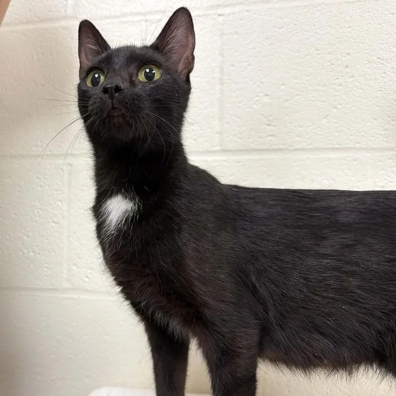 A young medium-sized female Black Domestic Short Hair cat named October for adoption in Verona, VA
