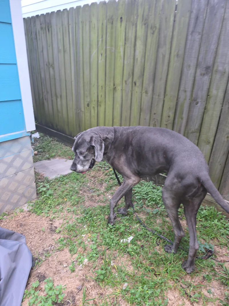 An adult extra large-sized male Gray / Blue / Silver Great Dane dog named Riley for adoption in Houston, TX