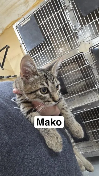 A baby small-sized male Domestic Short Hair cat named Mako for adoption in Largo, FL