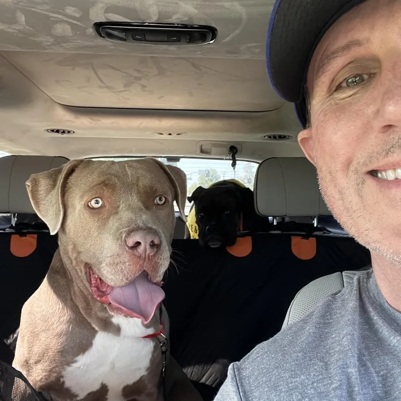 An adult medium-sized male Mixed Breed dog named Jasper for adoption in San Diego, CA