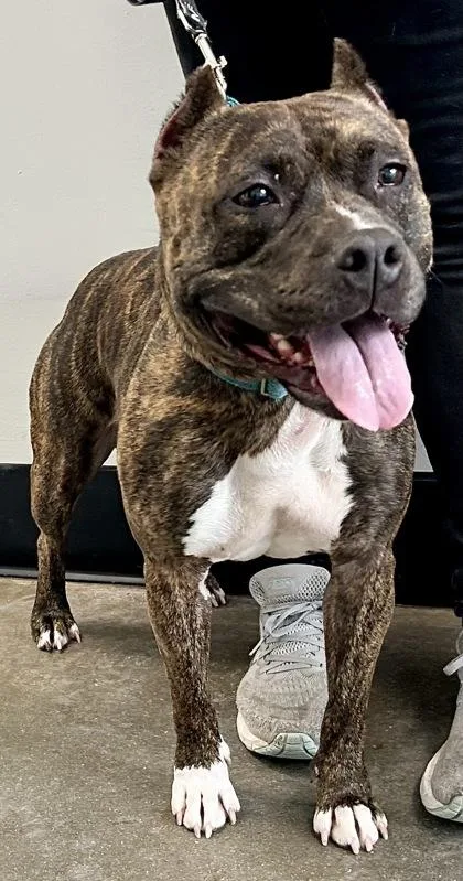An adult medium-sized female Mixed Breed dog named Hannah for adoption in West Chester, PA