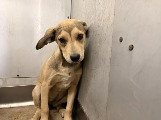A baby small-sized female German Shepherd Dog dog named Ramie Jr for adoption in San Bernardino, CA