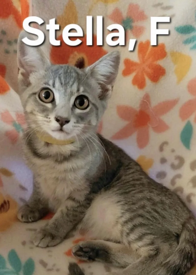 A baby medium-sized female Tabby (Gray / Blue / Silver) Domestic Short Hair cat named Stella for adoption in Parma, OH