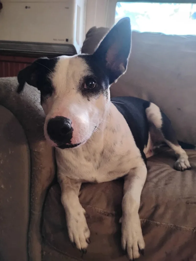 Minnie