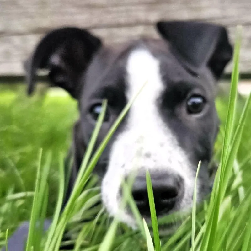 A baby small-sized male Black Pit Bull Terrier dog named Froggy for adoption in Michigan City, IN
