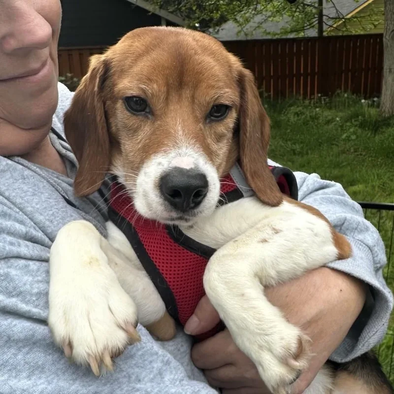 A young small-sized male Tricolor (Brown, Black, & White) Beagle dog named Otis for adoption in Portland, OR